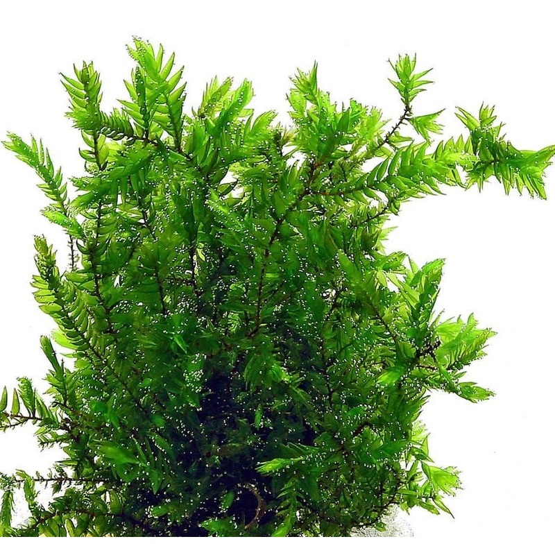 Willow Moss