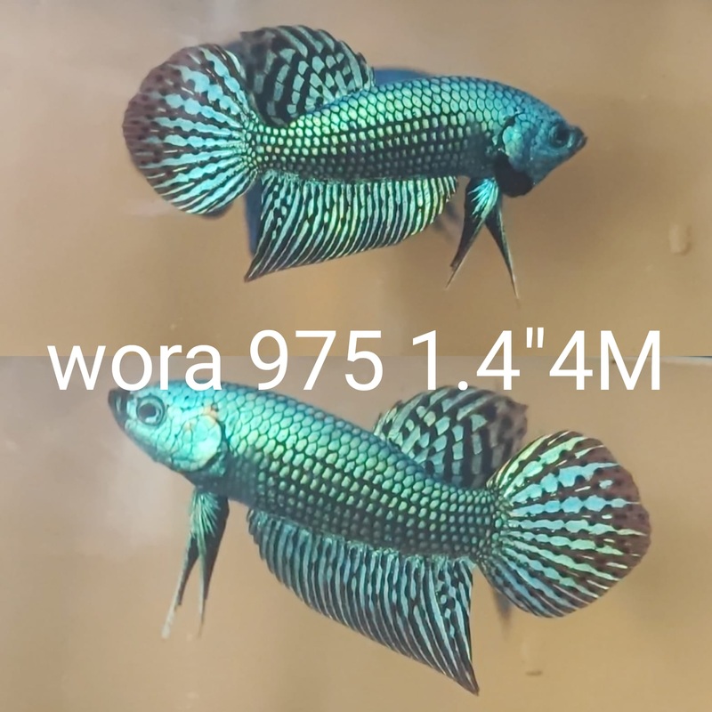 (WORA-975 TURQUOISE ALIEN GUITAR MALE BETTA
