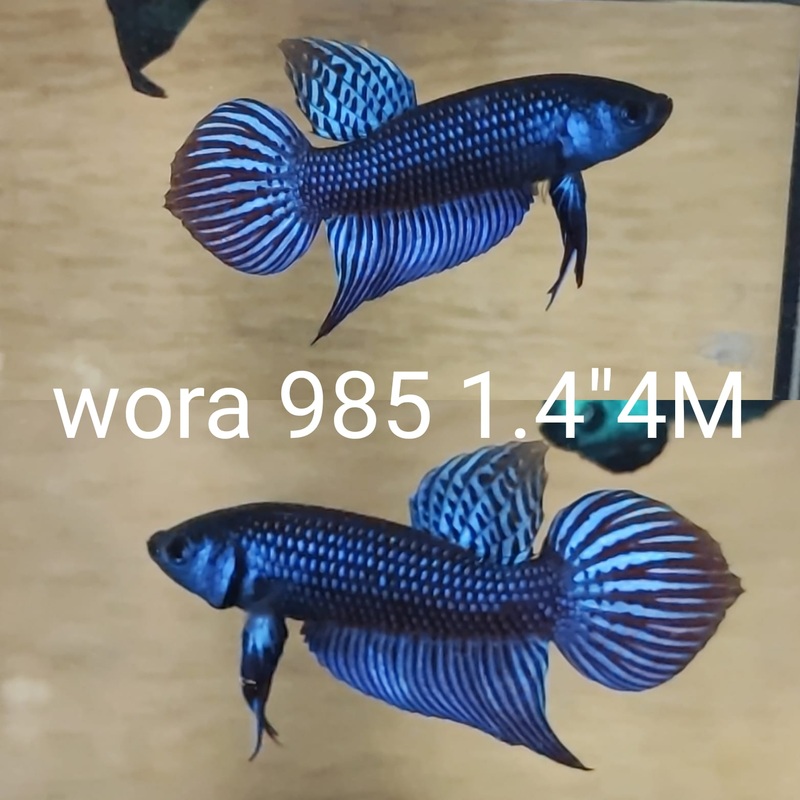 (WORA-985) BLUE SMARAGDINA MALE BETTA