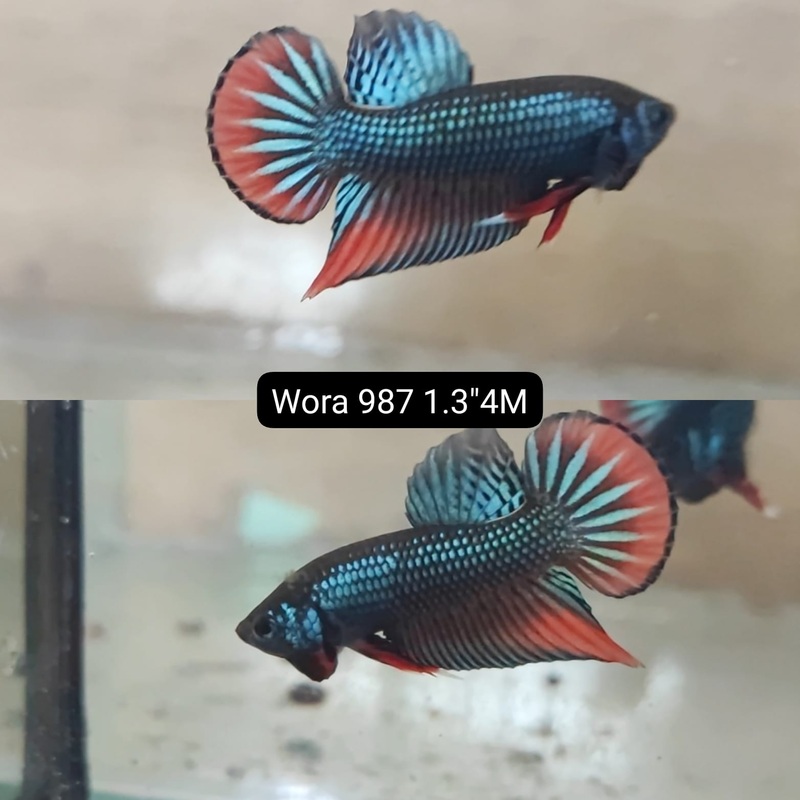 (WORA-987) BLUE IMBELLIS WILD MALE BETTA