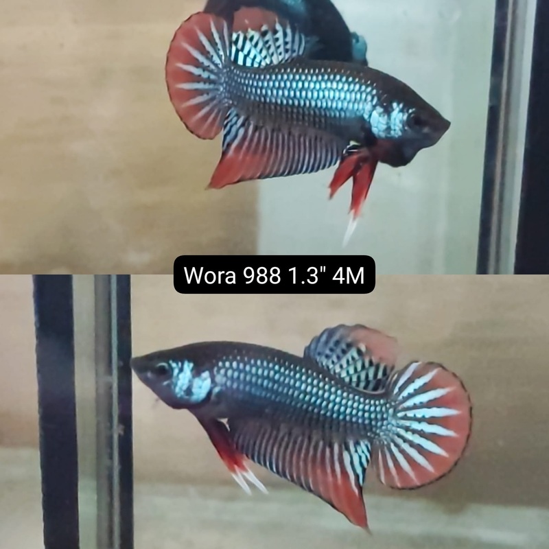 (WORA-988) BLUE METALLIC IMBELLIS RED TAIL MALE BETTA