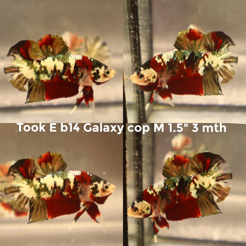 X(TOOK-B14) GREEN COPPER GALAXY KOI PLAKAT MALE BETTA