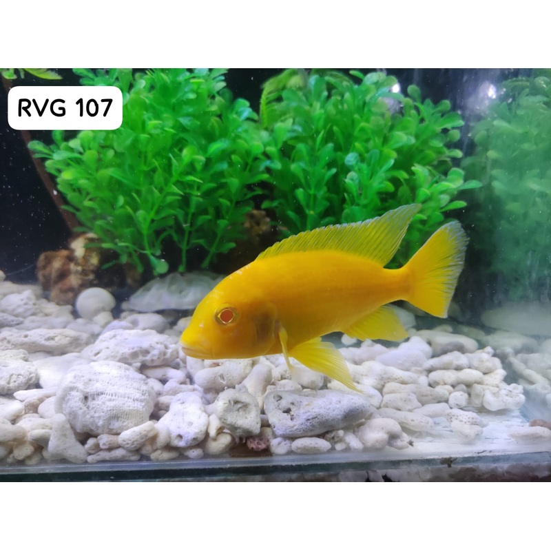 Albino Golden Peacock (Aulonocara sp.) over 4.00 inch Male (CHD-131)