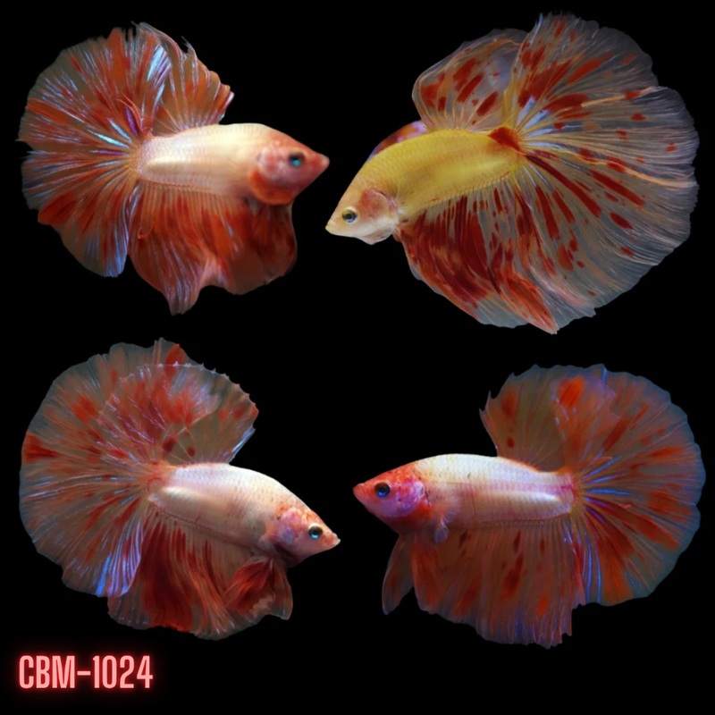 Armaggedon Skyhawk Over Halfmoon Rosetail Male Betta (CBM-1024) Our Choice BUY 4 GET 1 FREE MIX & MATCH