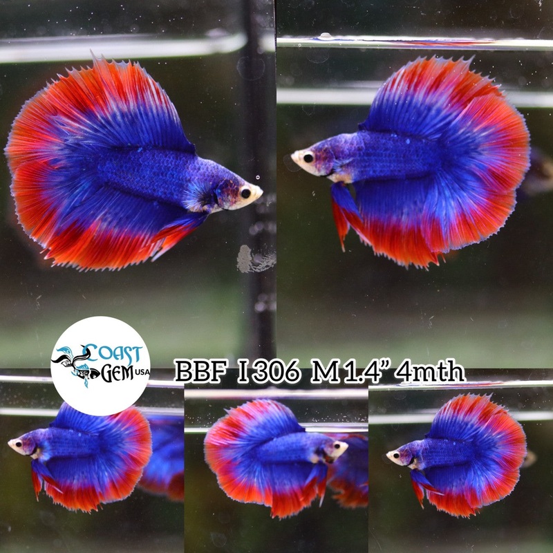 (BBF-A306) Blue Fancy Double Halfmoon Male Betta
