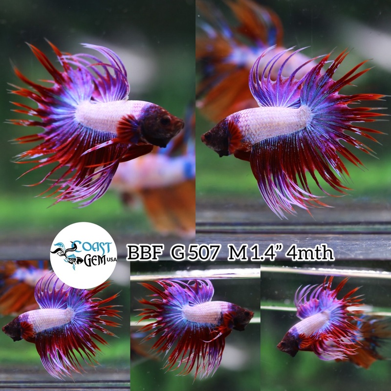 (BBF-A507) Lavender Fancy Crown Tail Male Betta