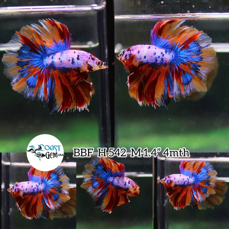 (BBF-A542)9/10 Nemo Pink Candy Halfmoon Male Betta
