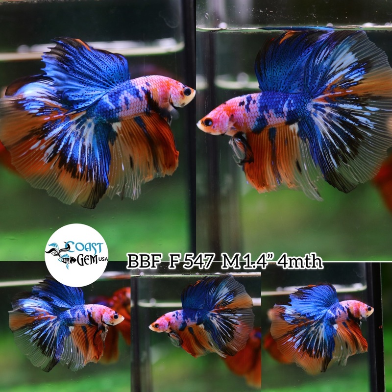 (BBF-A547) Nemo Pink Candy Halfmoon Male Betta