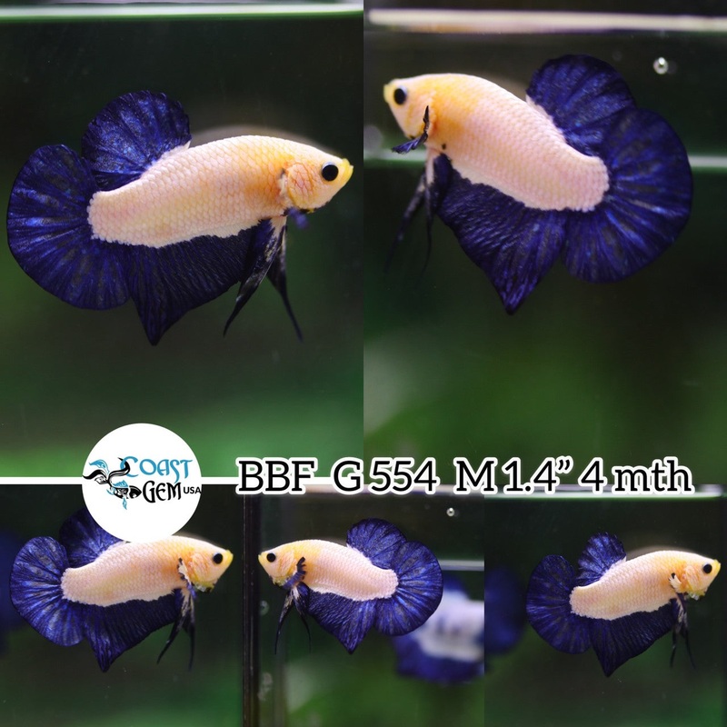 (BBF-A554) Blue Rim Plakat Male Betta