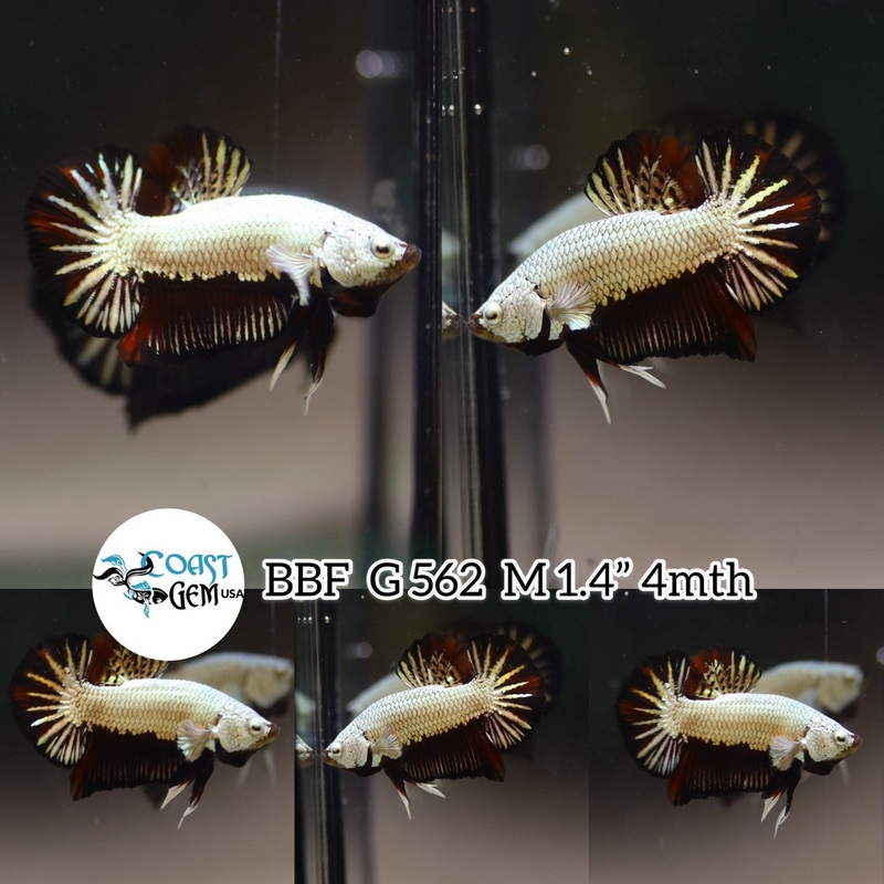 (BBF-A562) Black Dragon Plakat Male Betta