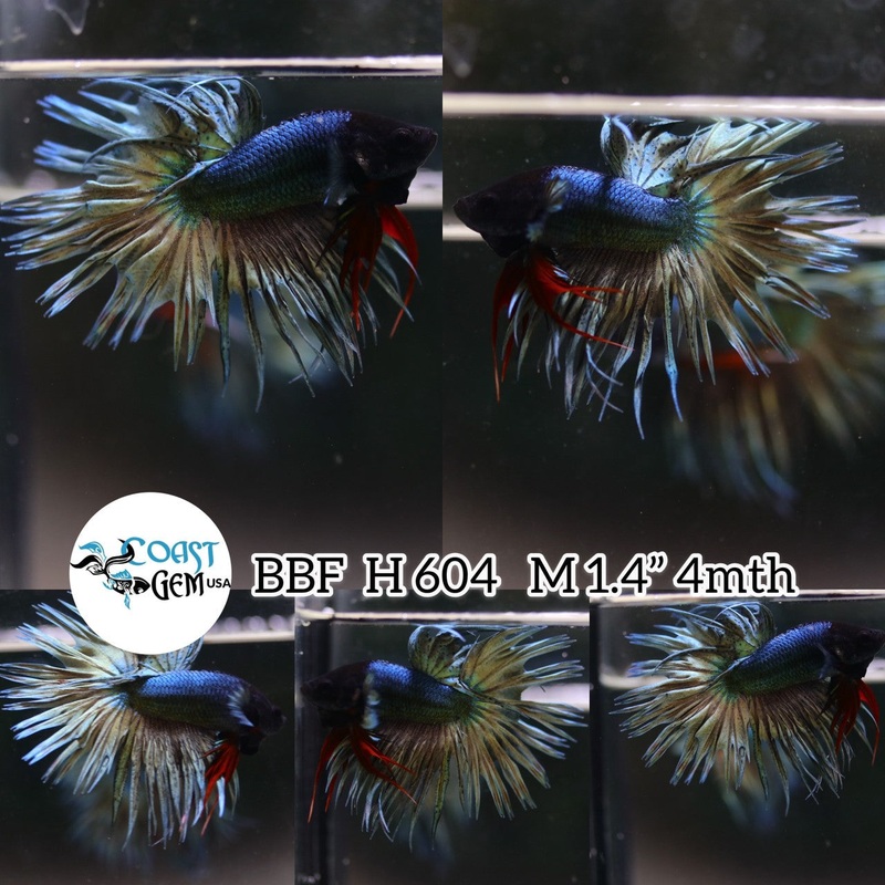 (BBF-A604) Copper Green Classic Crown Tail Male Betta