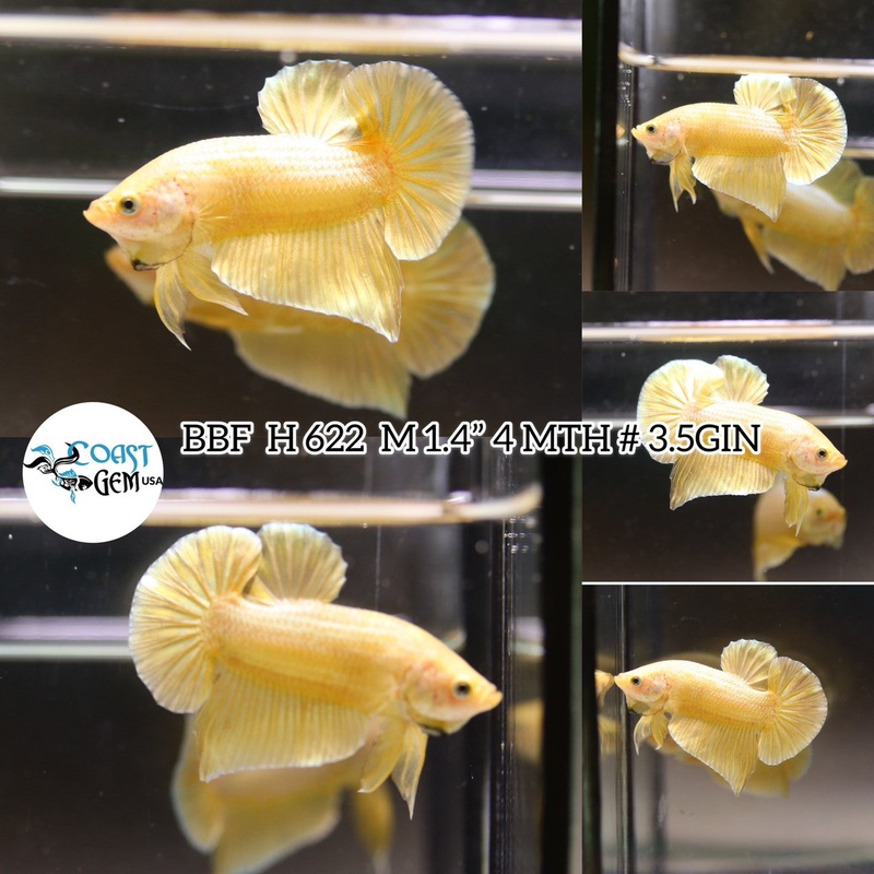 (BBF-A622) Super Gold Plakat Male Betta