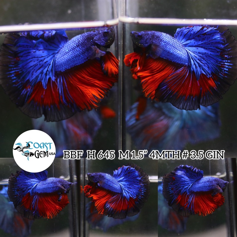 (BBF-A645)x Red Blue Fancy Halfmoon Male Betta