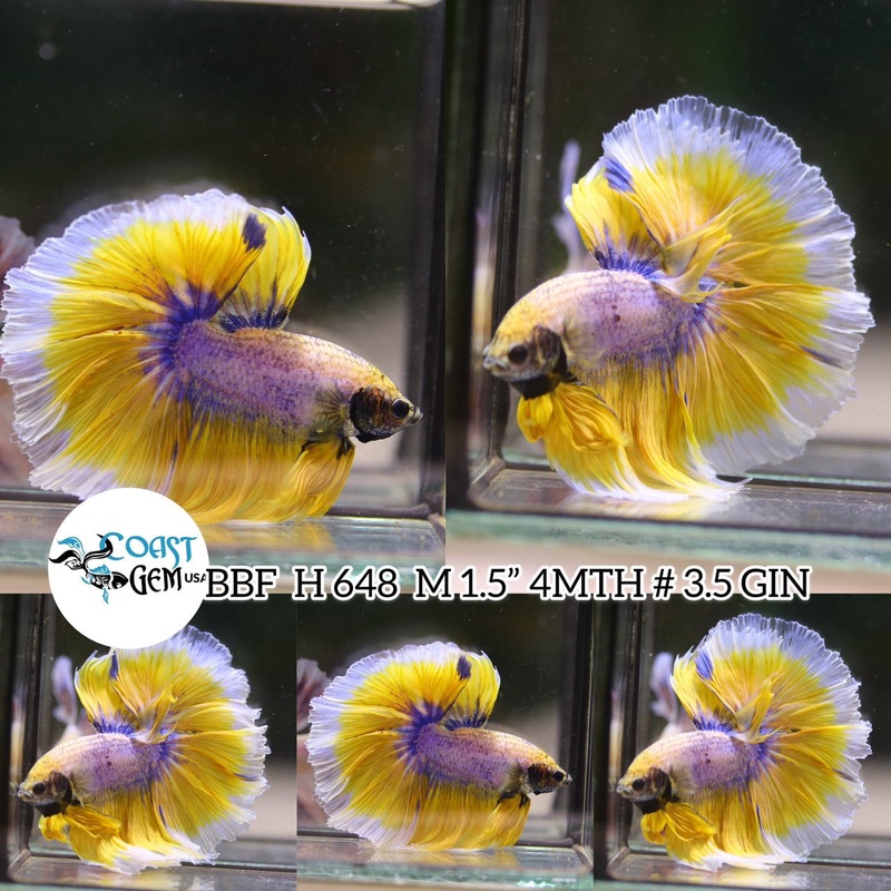 (BBF-A648) Yellow Grizzle Fancy Halfmoon Male Betta