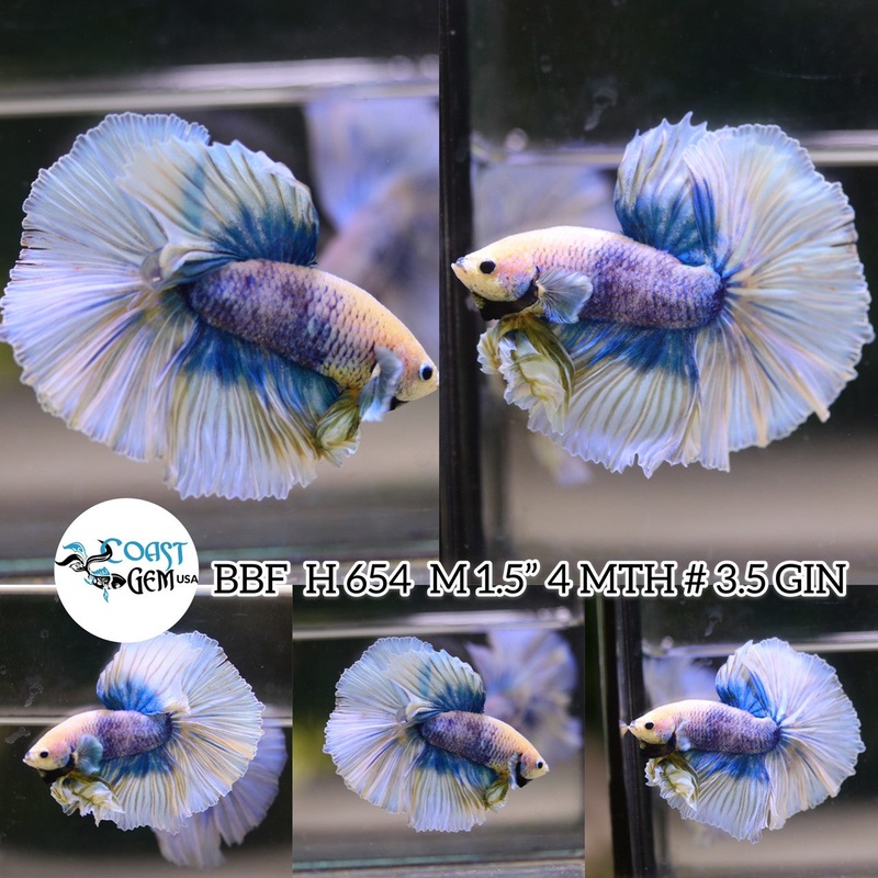(BBF-A654) Blue Grizzle Fancy Halfmoon Male Betta