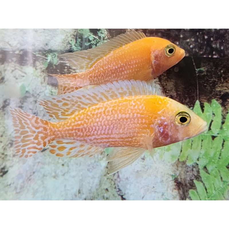 (CHD-030) Tangerine Peacock Cichlid 4.00 inch + Male