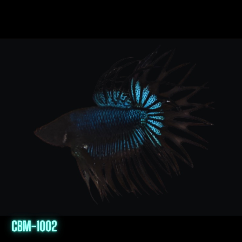 Crowntail Orchid Black Male Betta  (CBM-1002) BUY 4 GET 1 FREE MIX & MATCH
