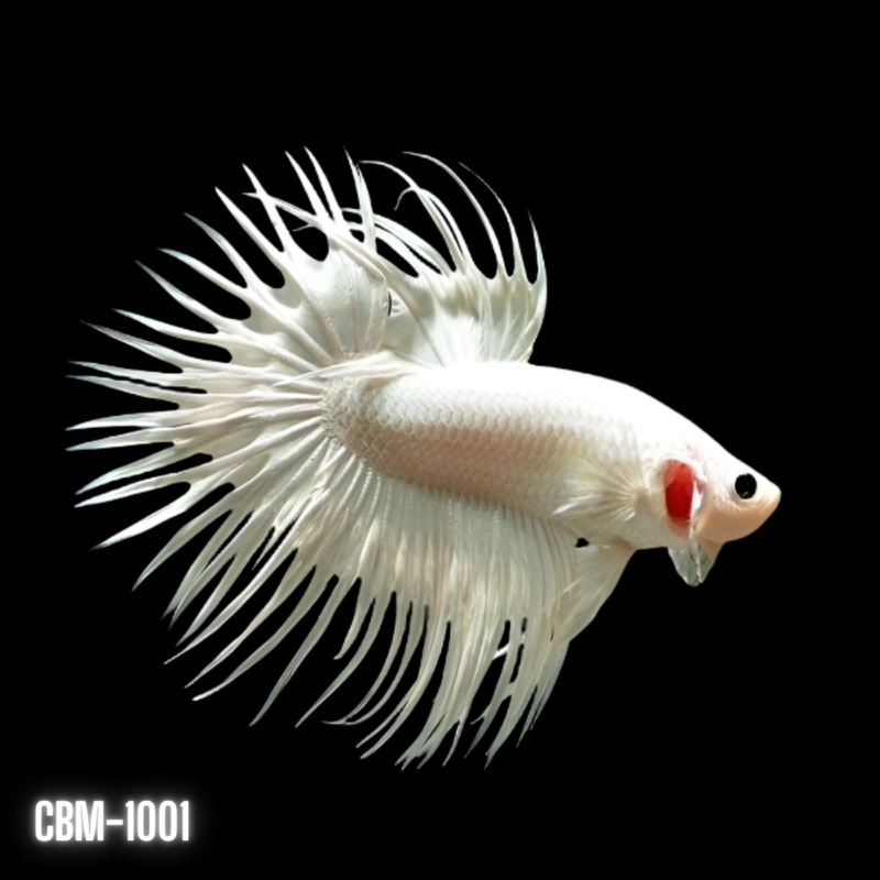 Crowntail Platinum White Male Betta (CBM-1001) BUY 4 GET 1 FREE MIX & MATCH