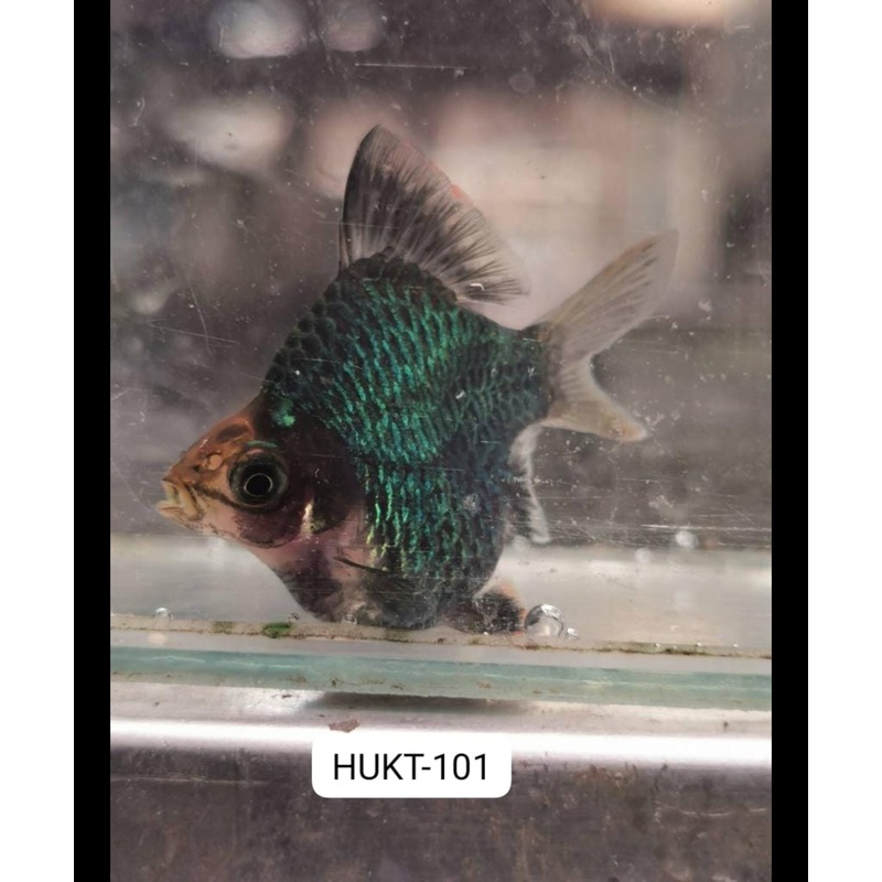 (HUKT-101)Short Body Green Tiger Barb