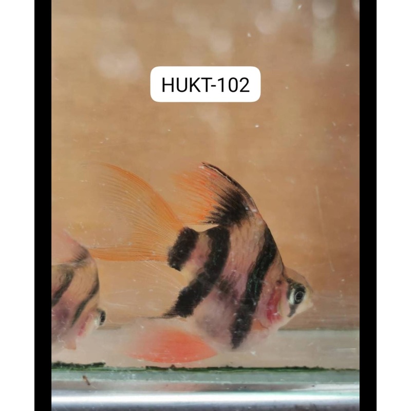 (HUKT-102)Short Body Green Tiger Barb