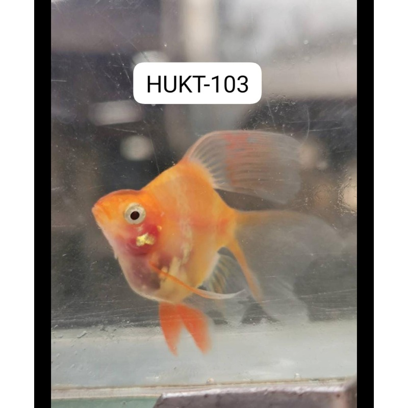 (HUKT-103)Short Body Green Tiger Barb