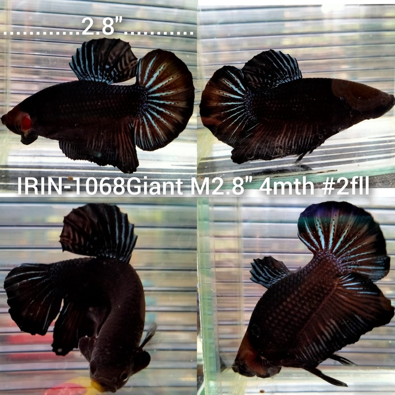 (IRIN-1068) Giant Super Black Male Betta