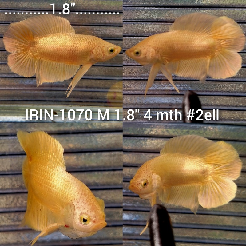 (IRIN-1070) Golden Double Tail Plakat Male Betta