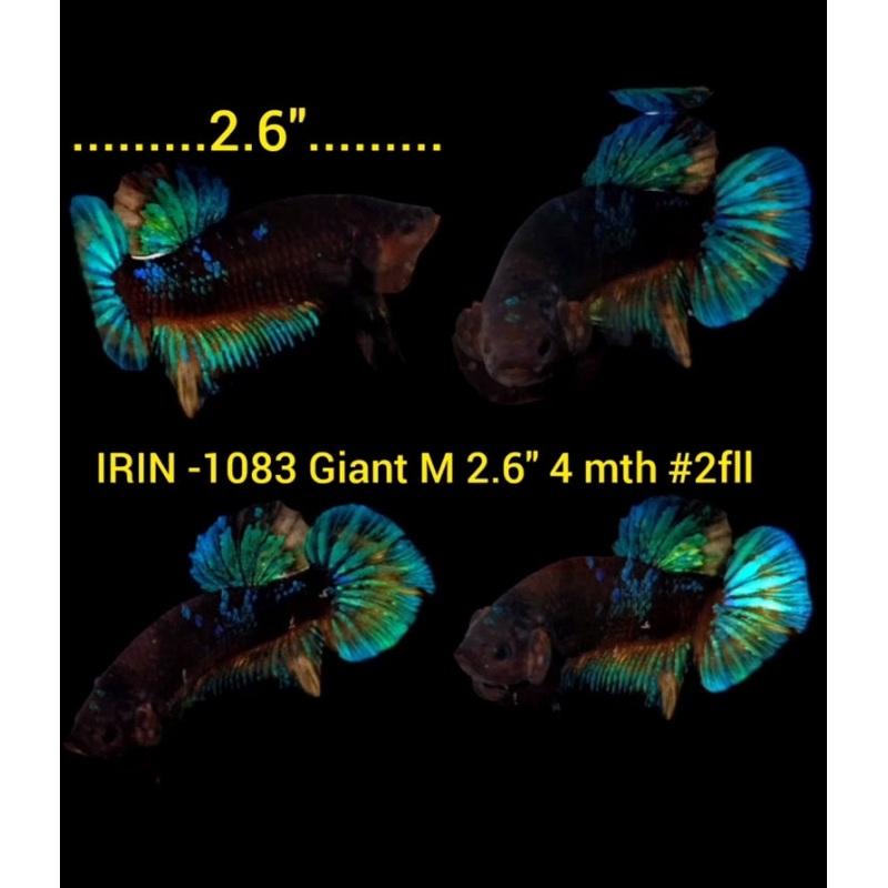 (IRIN-1083) Giant Blue Black Galaxy Male Betta