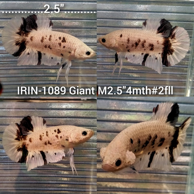 (IRIN-1089) Giant Metallic Fancy Copper Male Betta