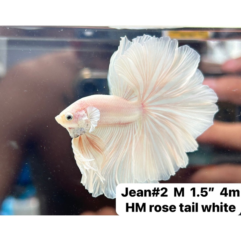 (JEAN-002) White Platinum Skyhawk Over harlfmoon feather Tail Male Betta