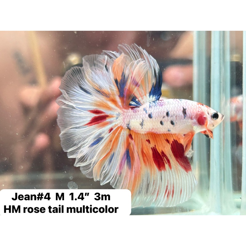 (JEAN-004) White Fancy Marble Cady Feather Tail Over Halfmoon Male Betta