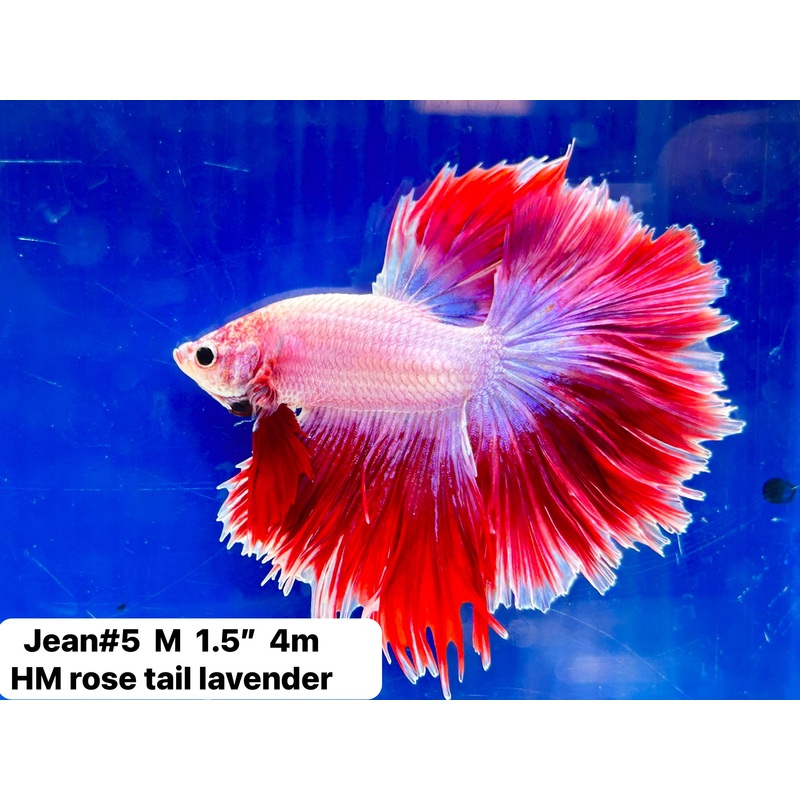 (JEAN-005) Bi Color Red Blue Fancy Rosetail Halfmoon Male Betta
