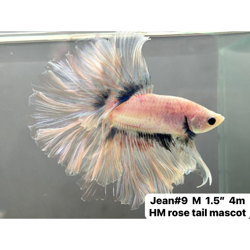 (JEAN-009) Cellophane Grizzle Mohawk Halfmoon Male Betta