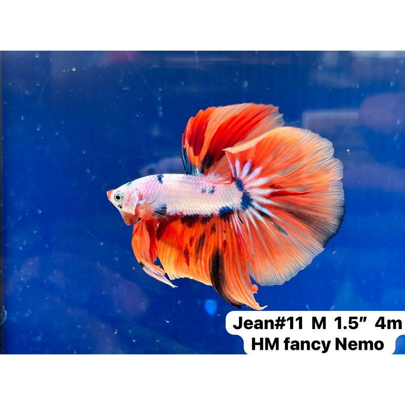 (JEAN-011) Nemo Fancy Halfmoon Male Betta