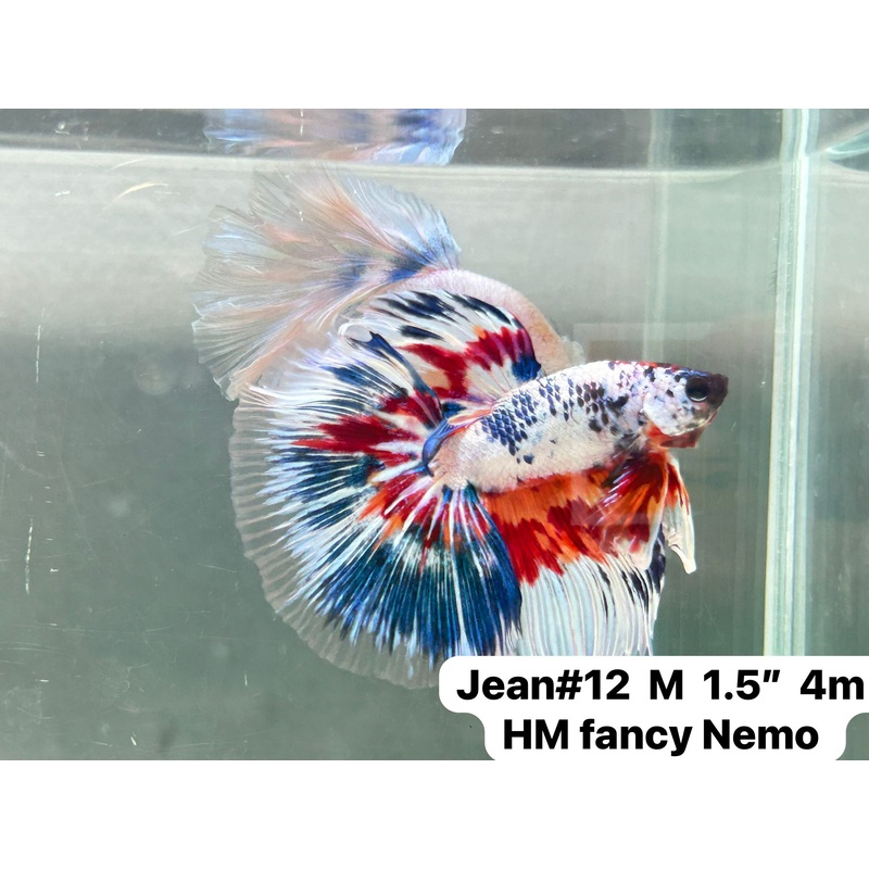 (JEAN-012) Blue Fancy Marble Nemo Halfmoon Male Betta