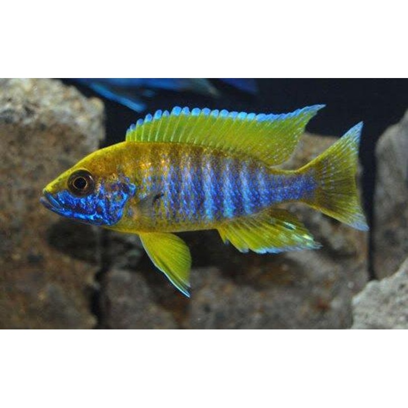 LEMON JAKE or YELLOW JACOB PEACOCK Cichlid (AULONOCARA JACOBFREBERGI ''UNDU REEF'') (CHD-153)