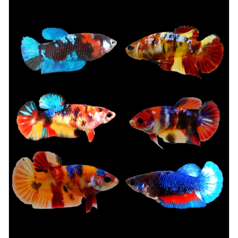Live Betta Fish Koi Mix Color Plakat Sorority Group | BUY 4 GET 1 FREE! (CBG-001)