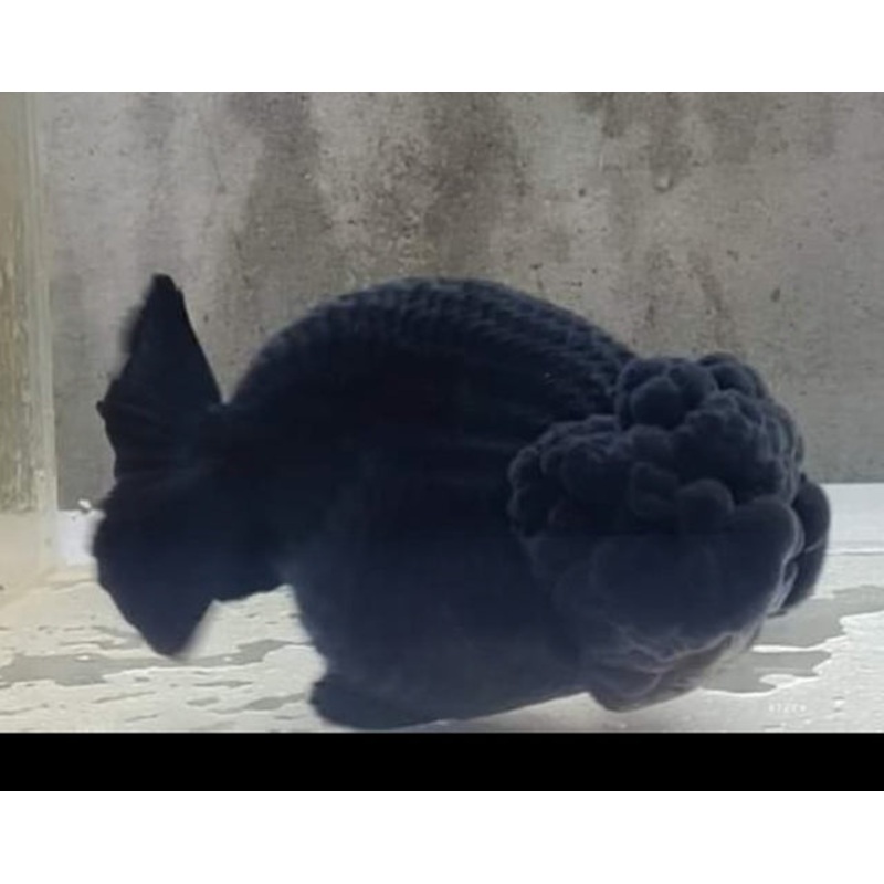 Live Fancy Goldfish Premium Select Our Choice Big Head Thai Lionchu Super Black / Jet Black Grow up to Over 5'' BODY(CGF-069)
