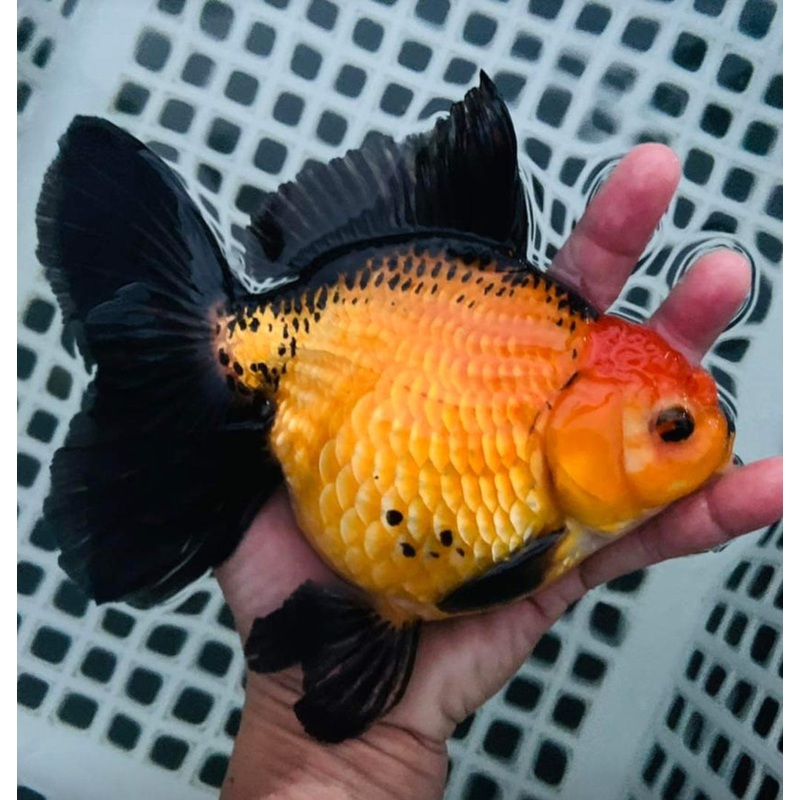 Live Fancy Goldfish Premium Select Our Choice Giant BREED Giant Special Apache Thai Oranda GROW UP TO 5.5-7'' BODY(CGF-064)