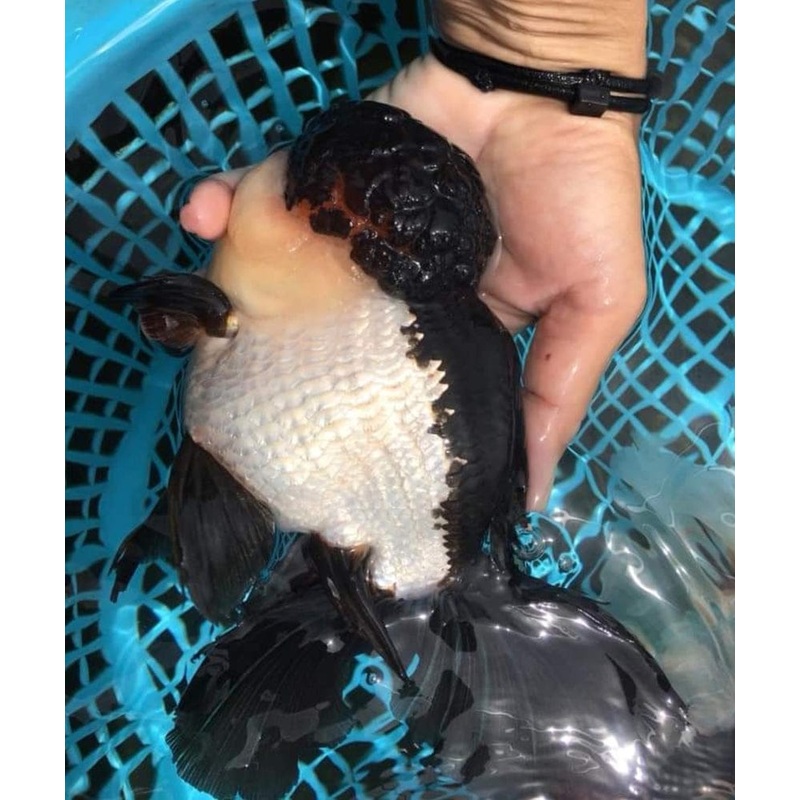Live Fancy Goldfish Premium Select Our Choice Giant BREED Giant Special Color Panda Thai Oranda GROW UP TO 5.5-7'' BODY(CGF-059)