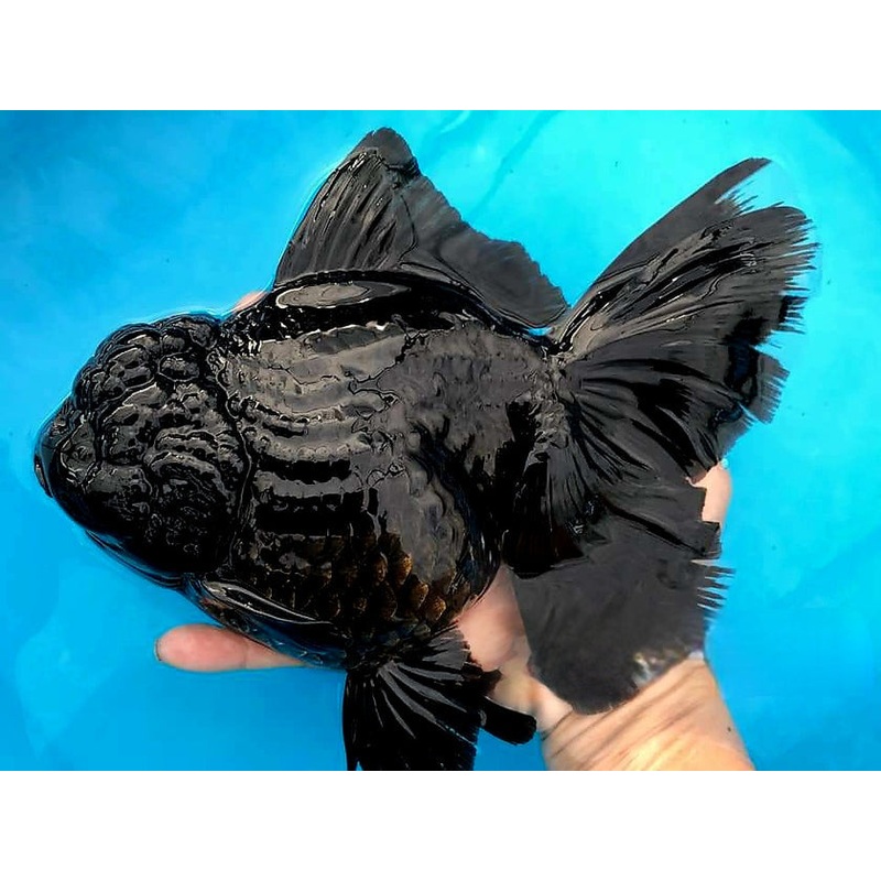 Live Fancy Goldfish Premium Select Our Choice Giant BREED Giant Super Black/Jet Black mix Thai Oranda GROW UP TO 5.5-7'' BODY(CGF-055)
