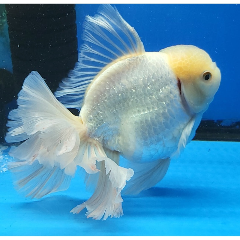 Live Fancy Goldfish Premium Select Our Choice Giant BREED Giant Super White Thai Oranda GROW UP TO 5.5-7'' BODY(CGF-057)
