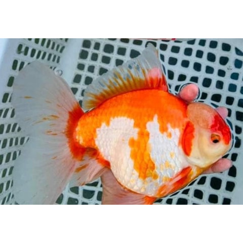 Live Fancy Goldfish Premium Select Our Choice Giant BREED Special Red and White Thai Oranda GROW UP TO 5.5-7'' BODY(CGF-053)