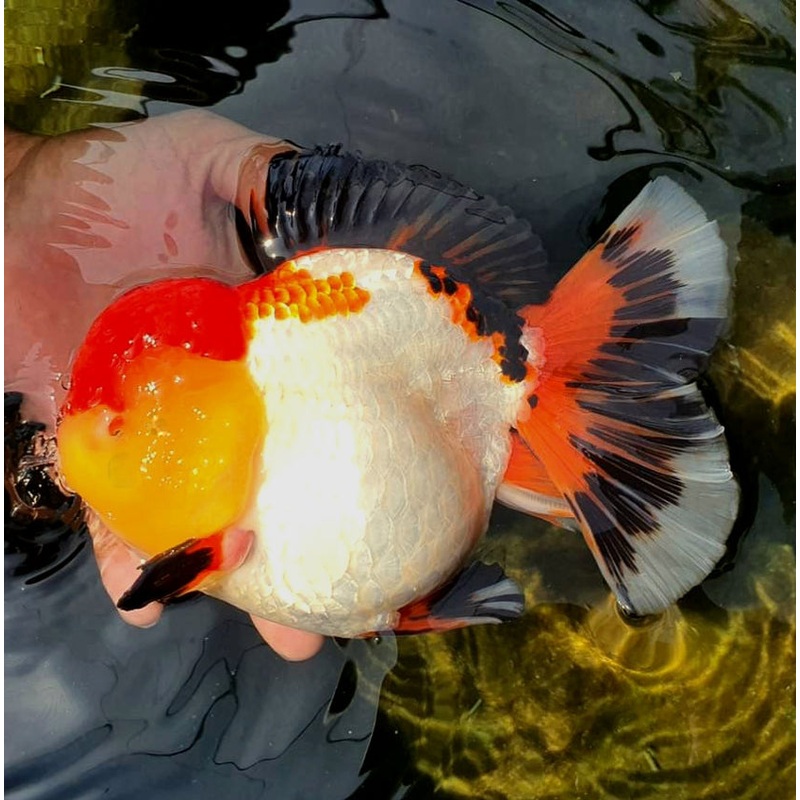 Live Fancy Goldfish Premium Select Our Choice Giant BREED Special Tri Color Thai Oranda GROW UP TO 5.5-7'' BODY(CGF-052)