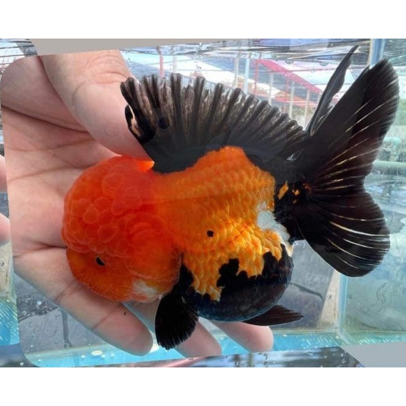 Live Fancy Goldfish Premium Select Our Choice Short Body SMALL BREED Special Color Apache Thai Oranda GROW UP TO 2.5-3.5'' BODY(CGF-036)