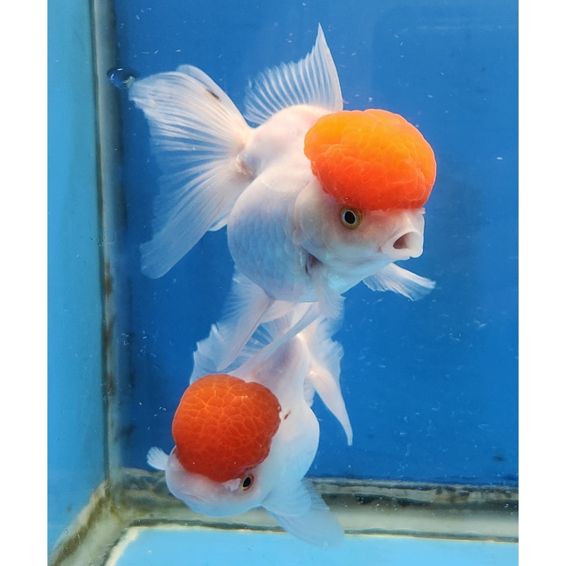 Live Fancy Goldfish Premium Select Our Choice Short Body SMALL BREED White Red Cap Thai Oranda GROW UP TO 2.5-3.5'' BODY(CGF-032)
