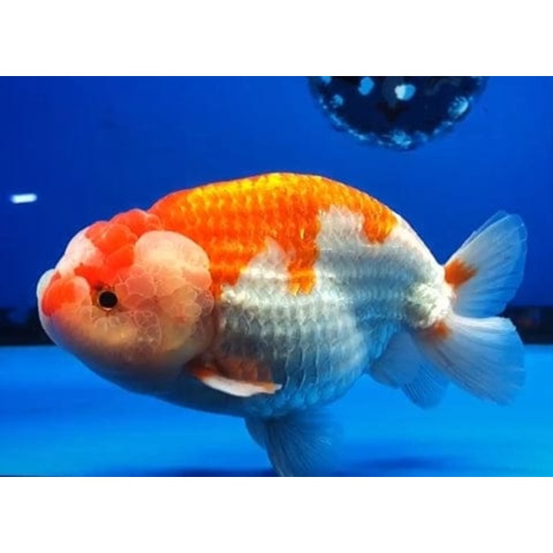 Live Fancy Goldfish Premium Select Our Choice Thai Hybrid Ranchu Big Structure/Giant TVR Special Red and White Grow up to Over 6'' BODY(CGF-084)