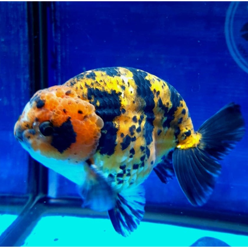 Live Fancy Goldfish Premium Select Our Choice Thai Hybrid Ranchu Big Structure/Giant TVR Special Tiger Grow up to Over 6'' BODY(CGF-085)