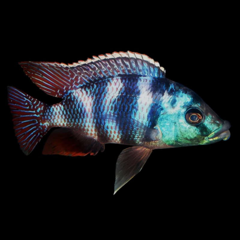 Live Fish African Cichlid Milimo Hap VC-10 (PLACIDOCHROMIS MILOMO) (CHD-138) U042