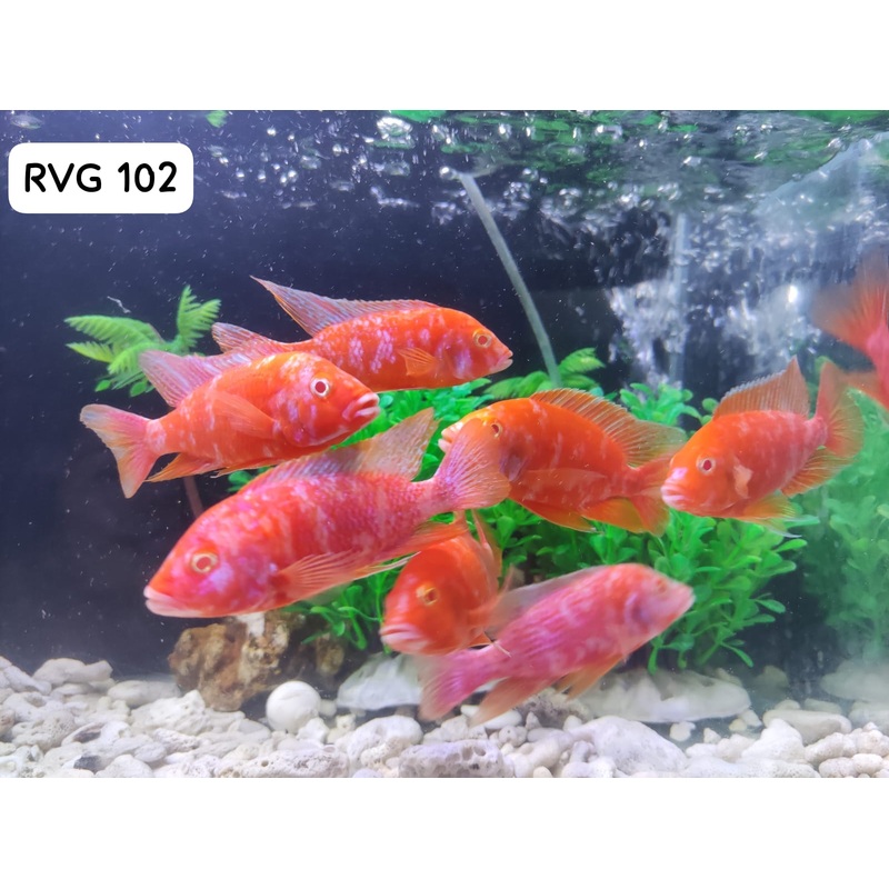 Live Freshwater Aquarium Albino Pink OB Peacock African Cichlid (Aulonocara sp.) (CHD-113)